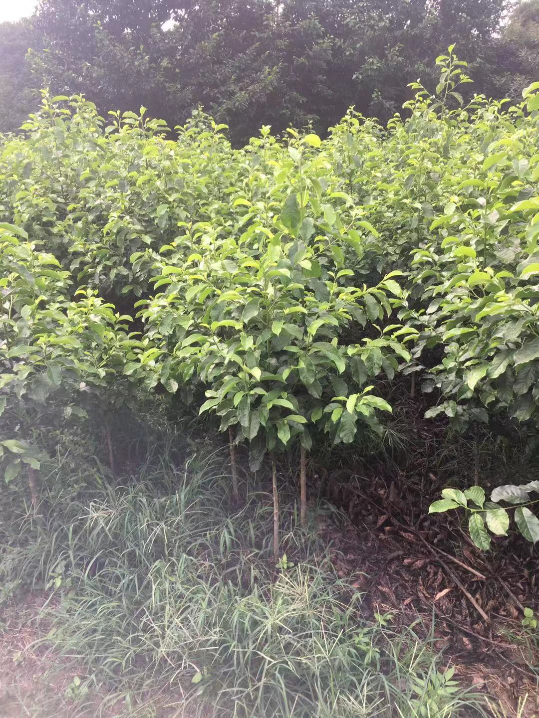 樂昌含笑圖片/樂昌含笑樣板圖 (4)