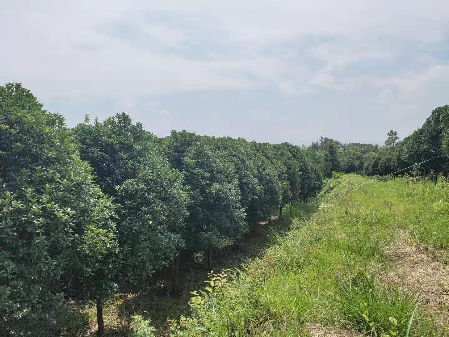 供应江西状元红桂花树10公分图片