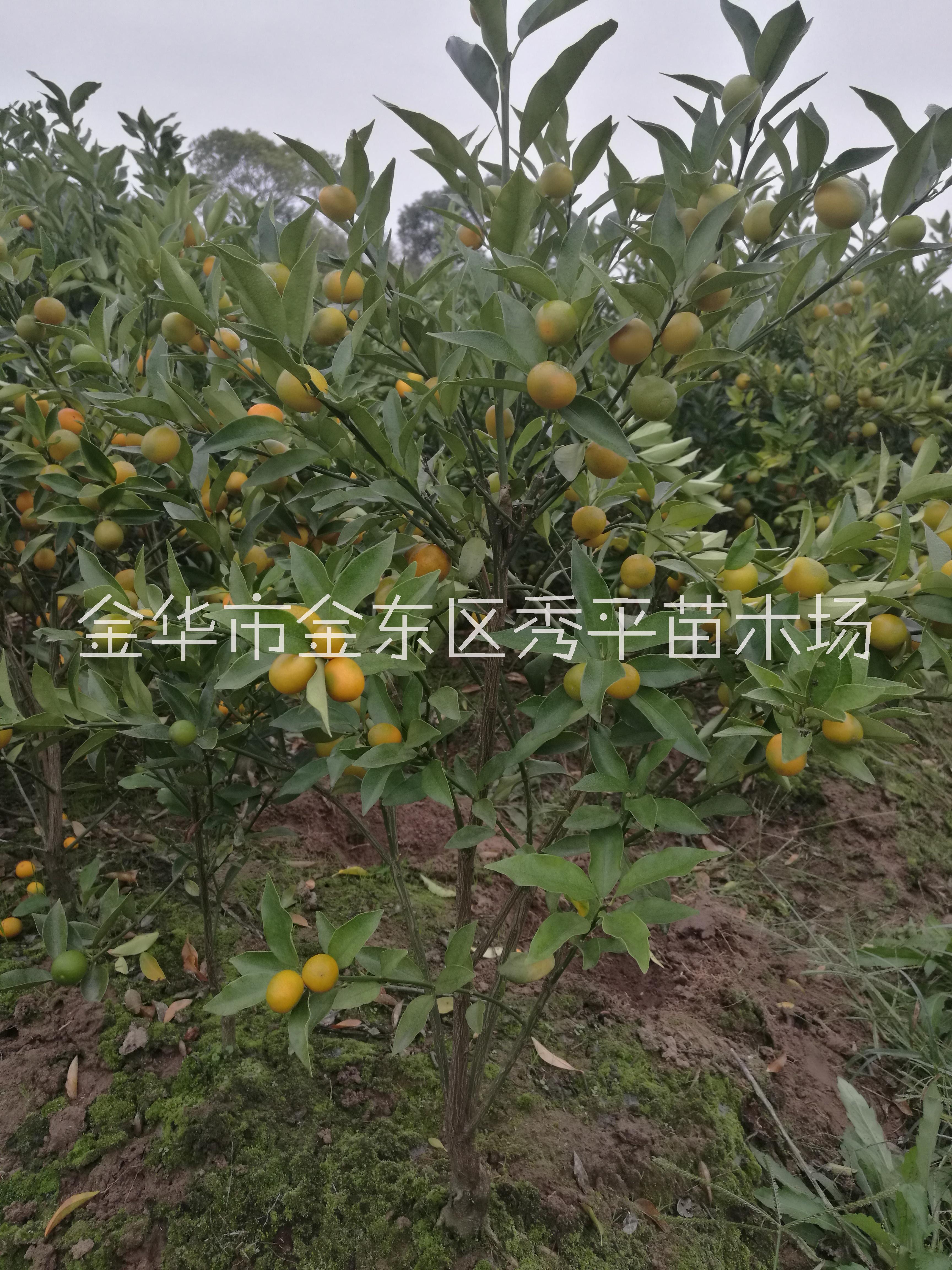 脆皮金桔苗图片