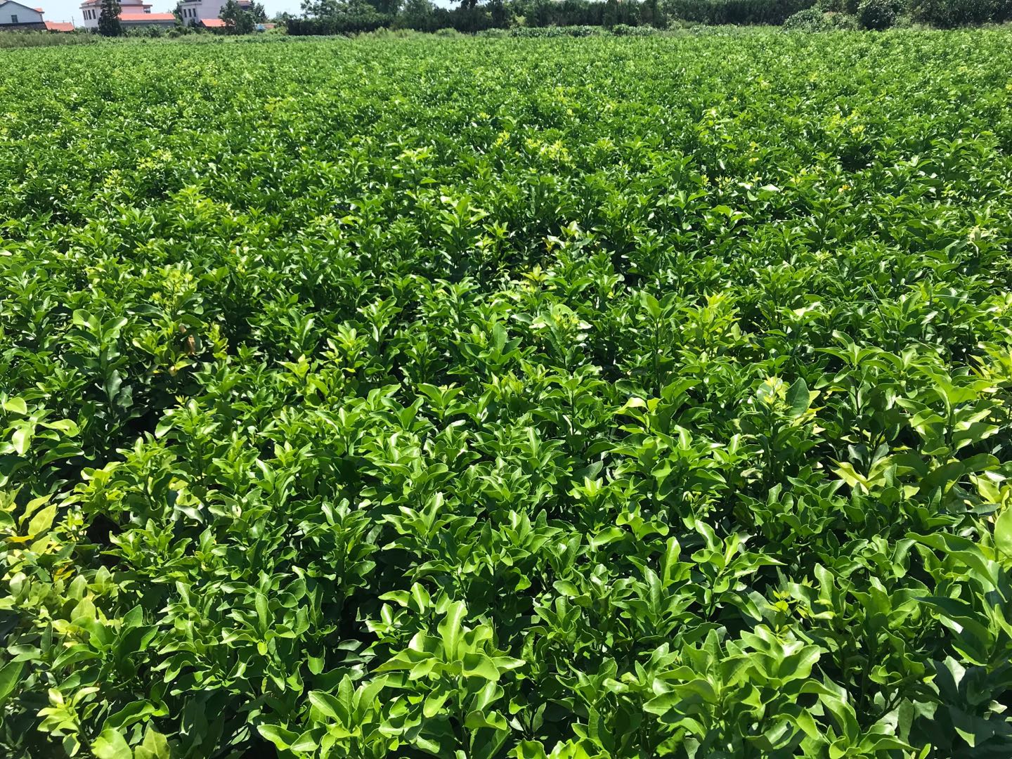 柑橘苗圖片/柑橘苗樣板圖 (4)