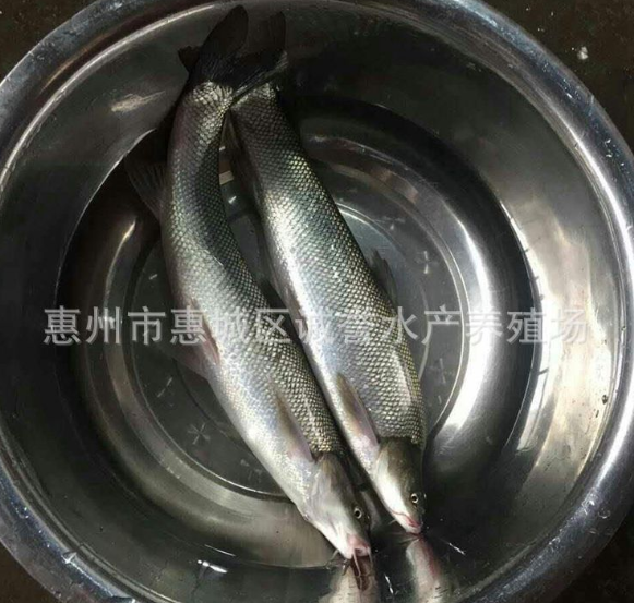 銀鱈魚苗養(yǎng)殖，價格，批發(fā)，*