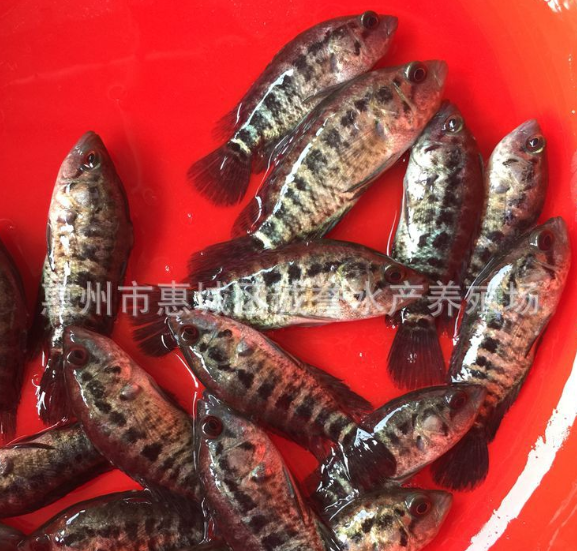 斑魚苗圖片/斑魚苗樣板圖 (4)