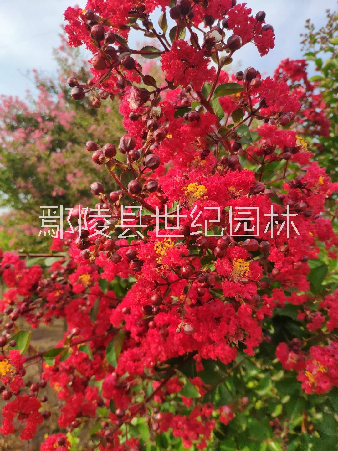 广西北美海棠种植基地，广西北美海棠种植供应商，广西北美海棠种植批发价格