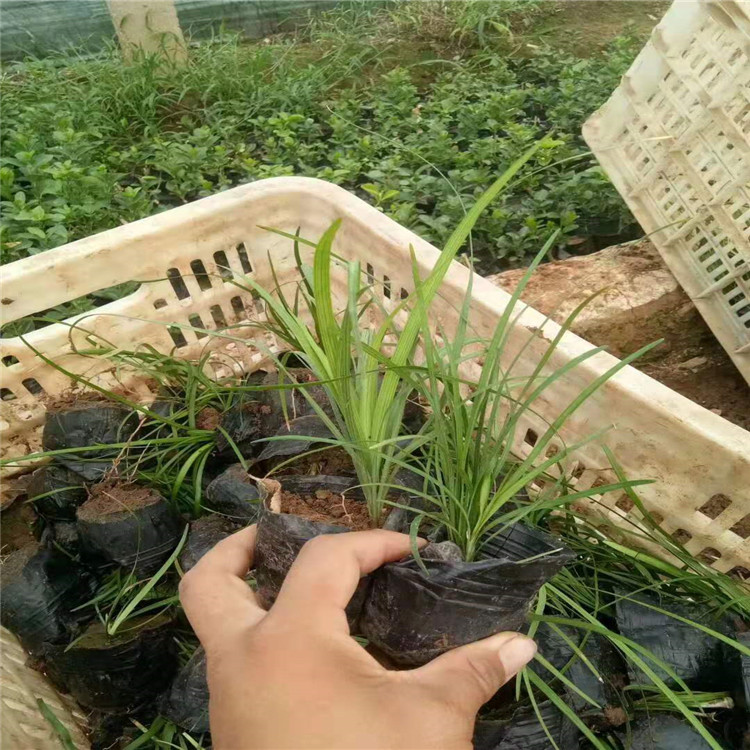 潍坊市麦冬草批发，麦冬草种植基地厂家