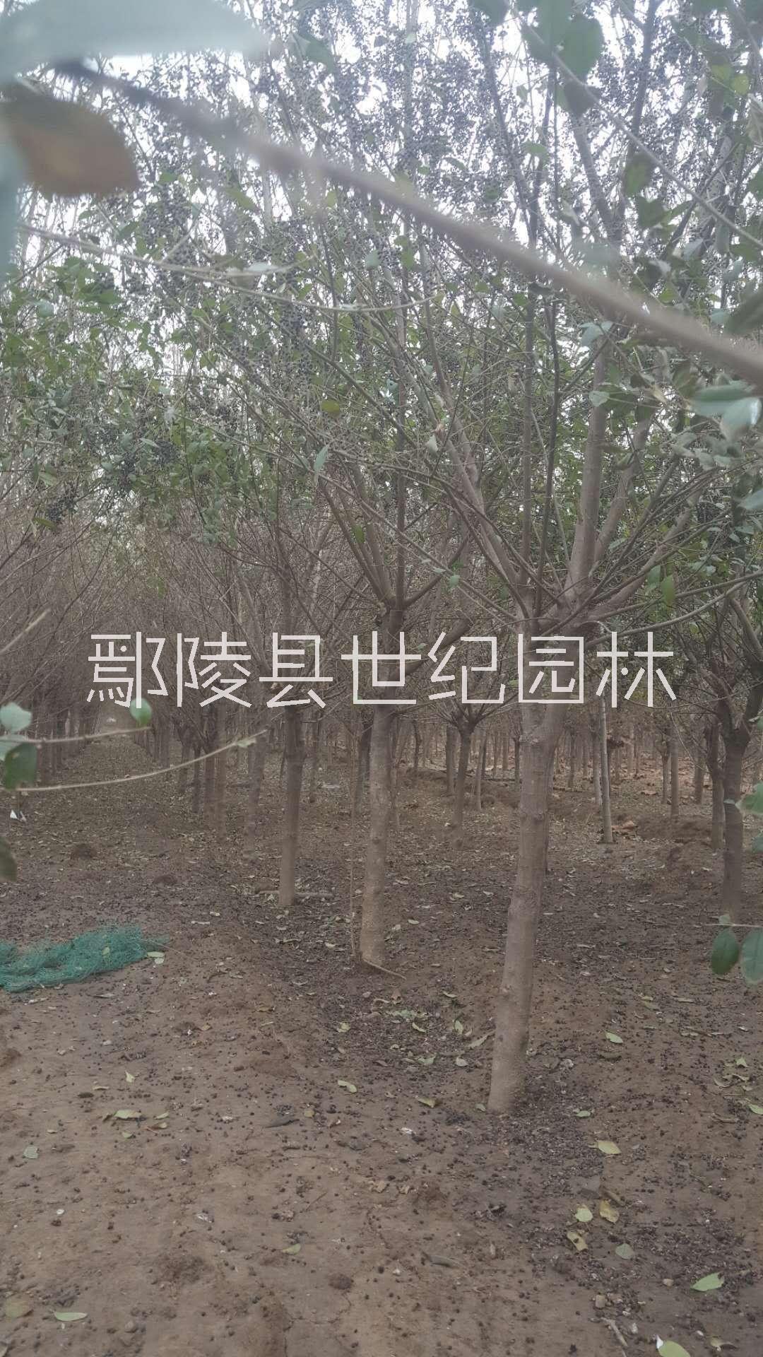 广西西府海棠种植基地，广西西府海棠种植供应商，广西西府海棠种植批发价格