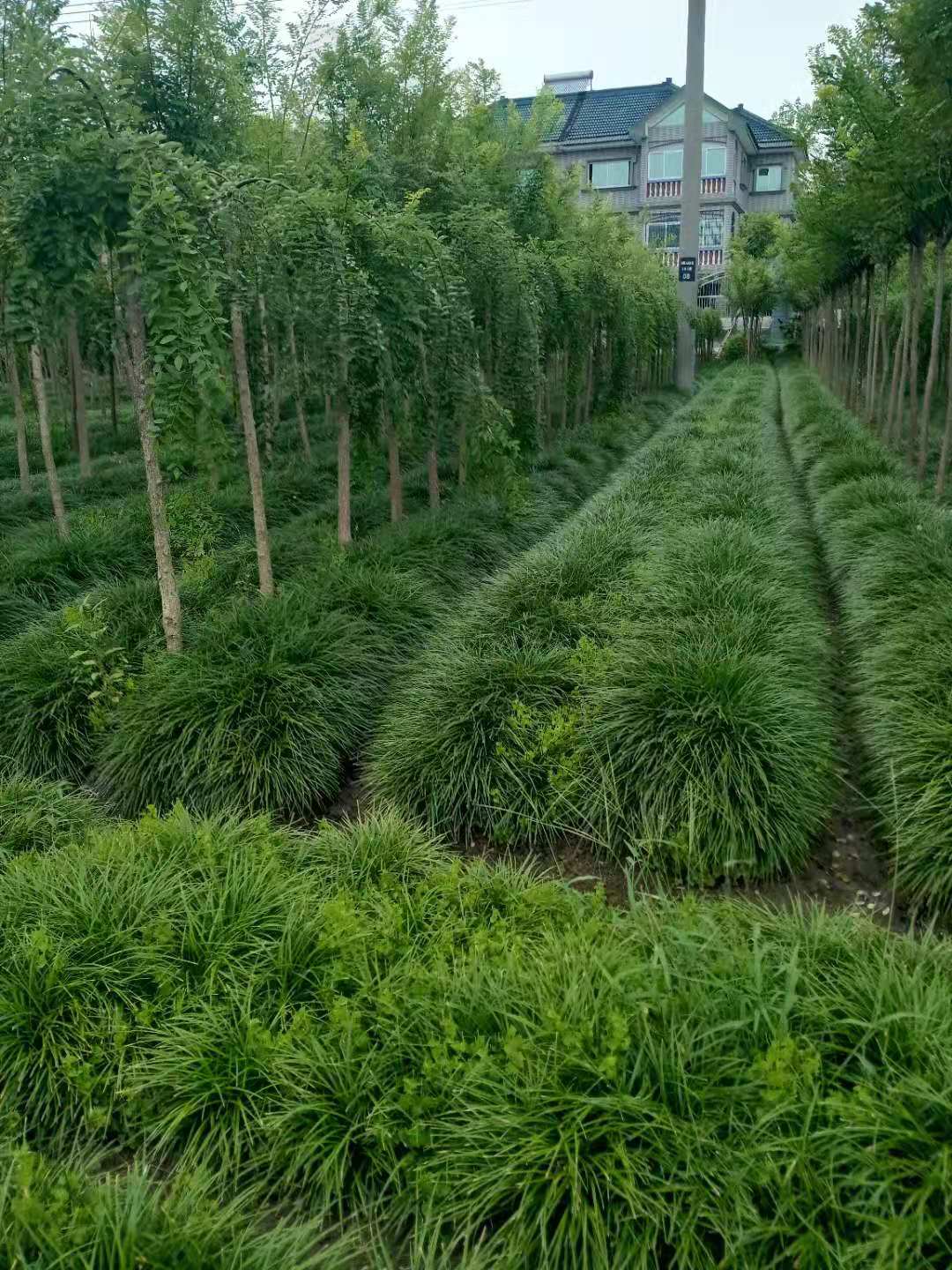 杭州萧山大地园艺有限公司