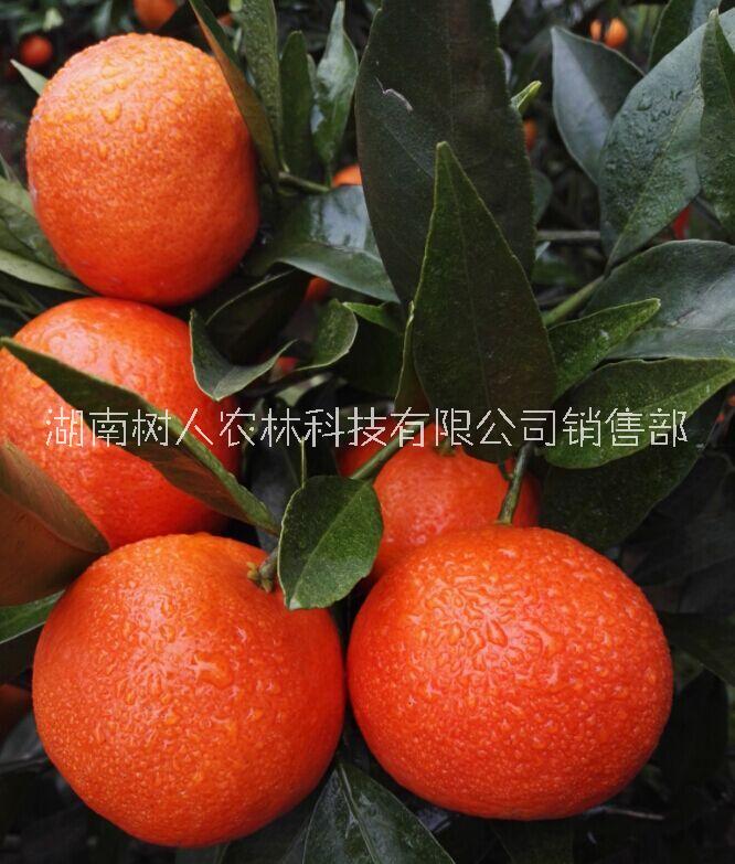 世紀(jì)紅柑橘苗價(jià)格  世紀(jì)紅柑橘苗 世紀(jì)紅柑橘苗 湖南正在的世紀(jì)紅