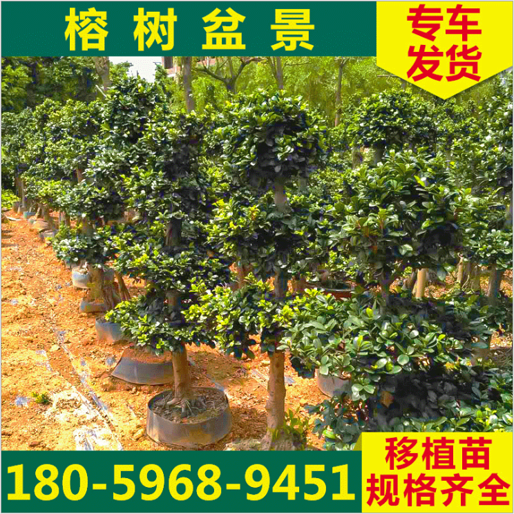 小葉榕樹盆景圖片