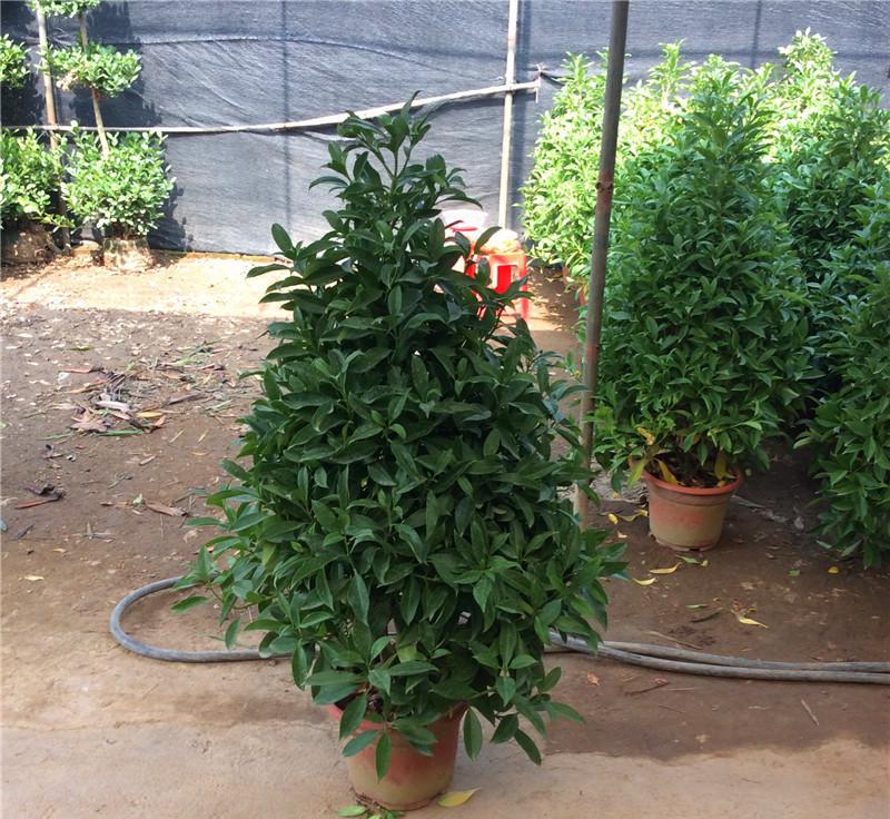 湖北非洲茉莉塔型基地圖片