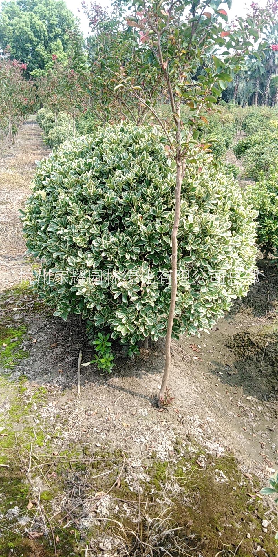 金邊黃楊圖片/金邊黃楊樣板圖 (3)