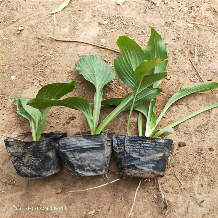 玉簪供應，玉簪基地，山東玉簪批發(fā)圖片