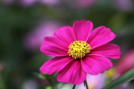 波斯菊?qǐng)D片/波斯菊樣板圖 (3)