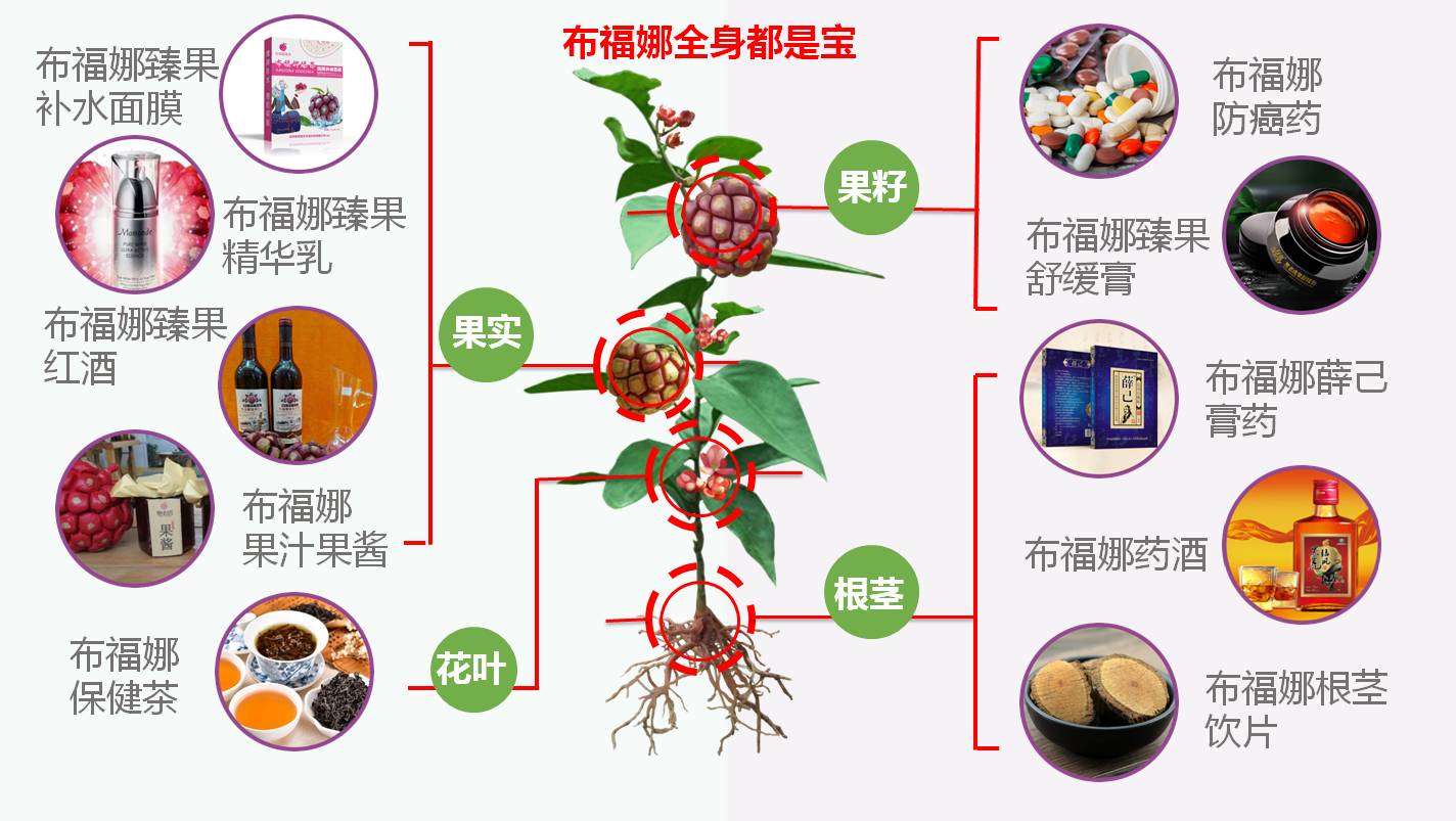 斯泰集团布福娜杂交苗基地图片