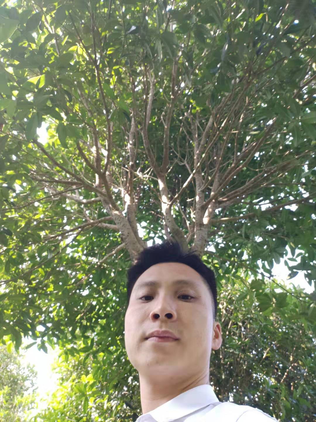 湖南瀏陽狀元紅桂花樹 紅桂花樹丹桂