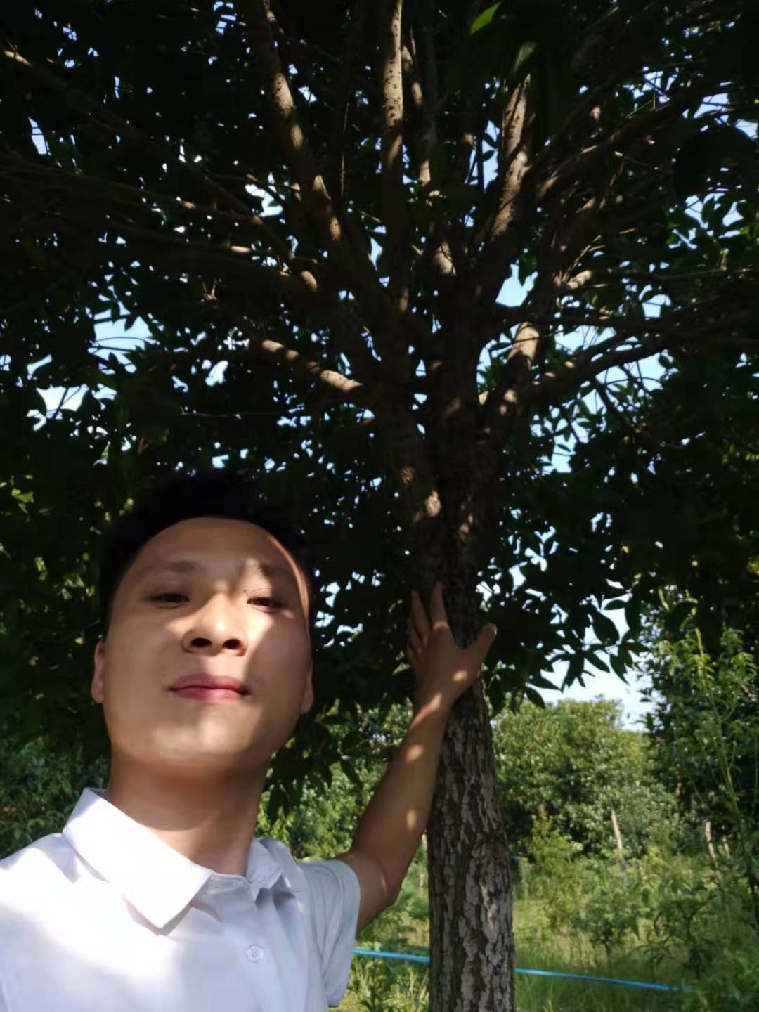 供應(yīng)江西丹桂狀元紅