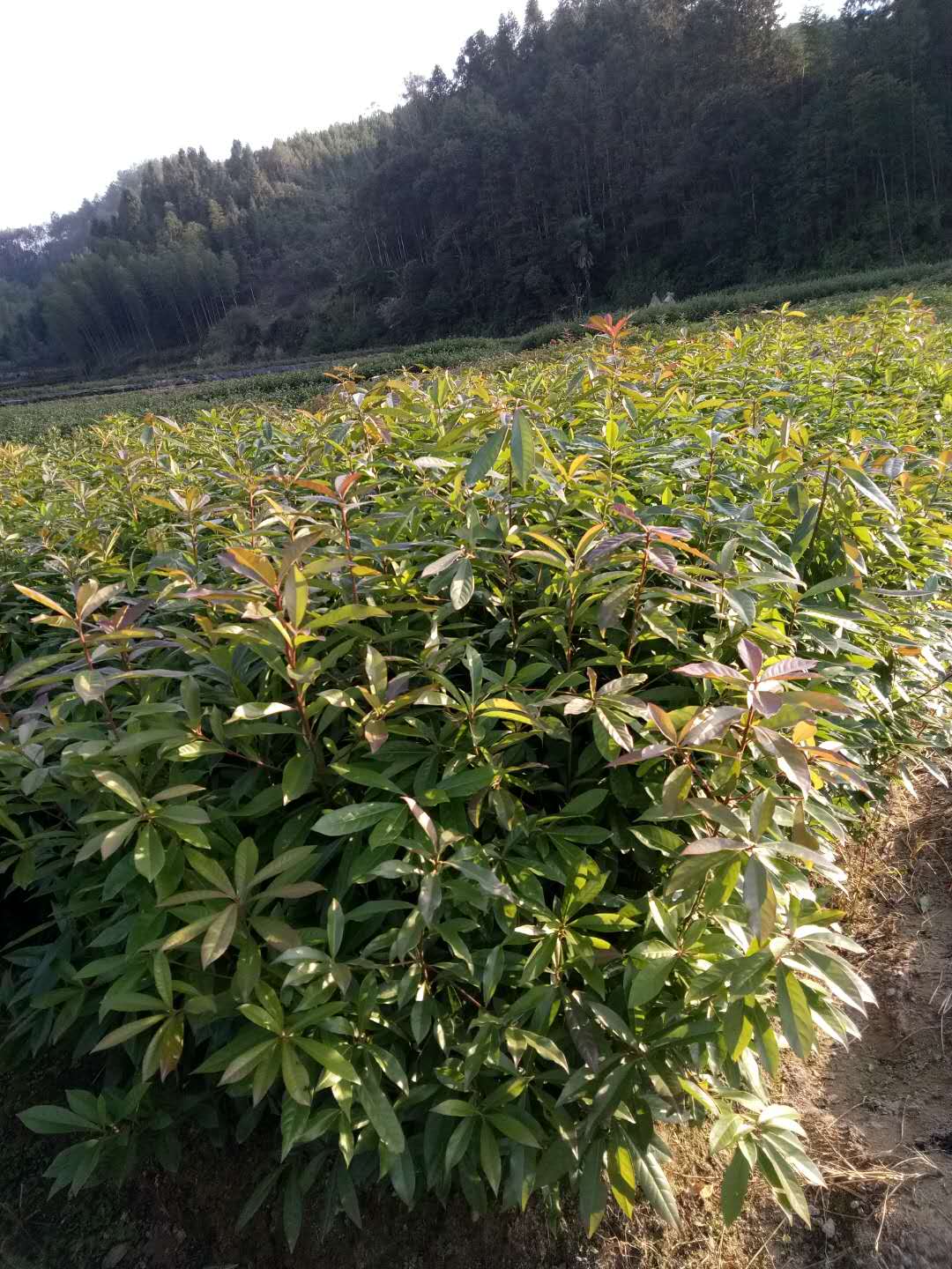 江西优质木荷袋苗种植基地直销价格图片