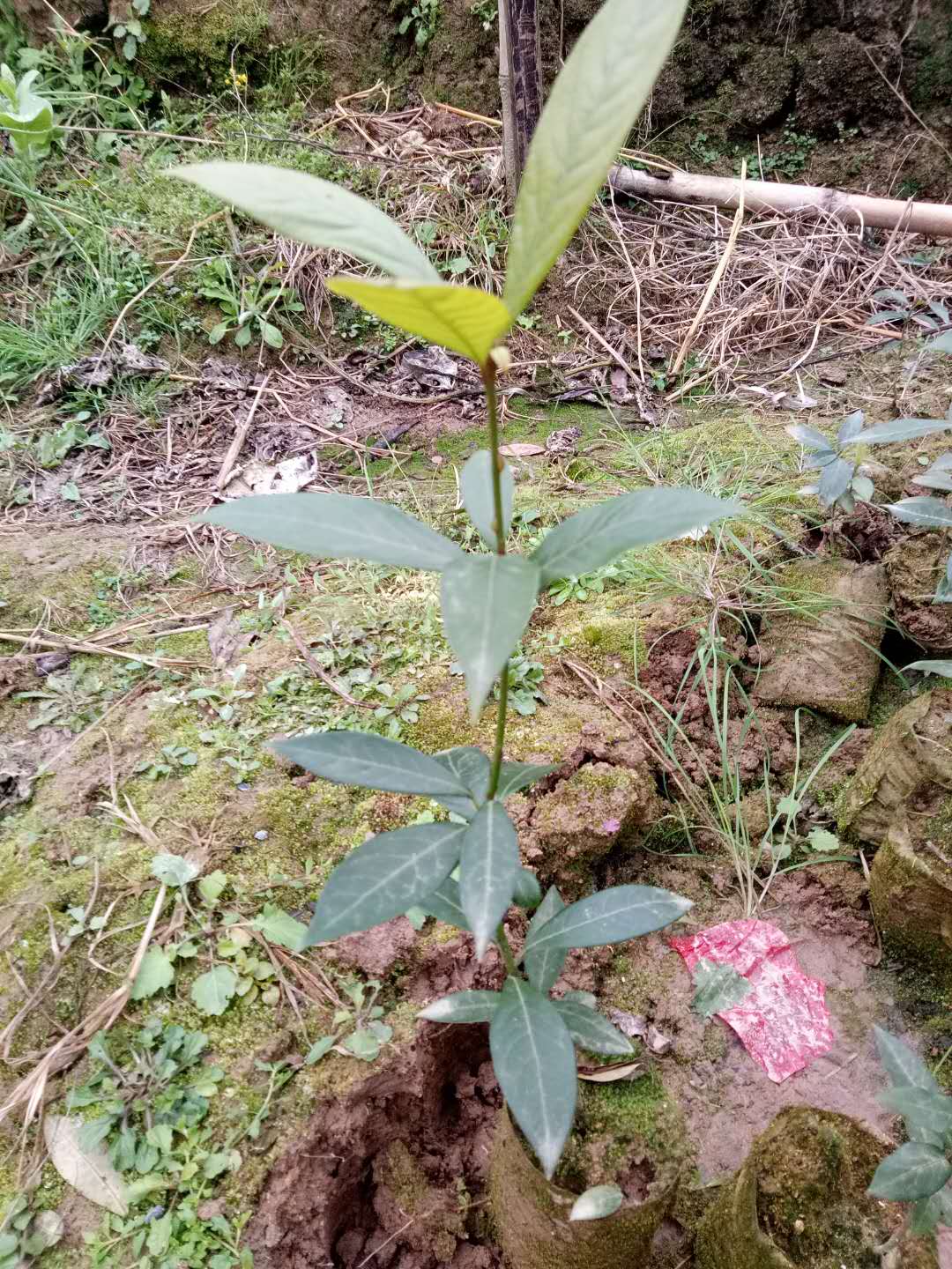 广东楠木袋苗种植基地直销价格