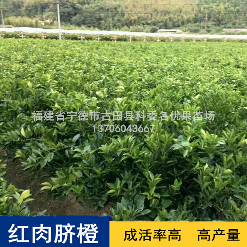 長期供應紅肉臍橙苗基地直銷，專業(yè)培育紅肉臍橙苗種植基地，福建優(yōu)質紅肉臍橙苗批發(fā)價
