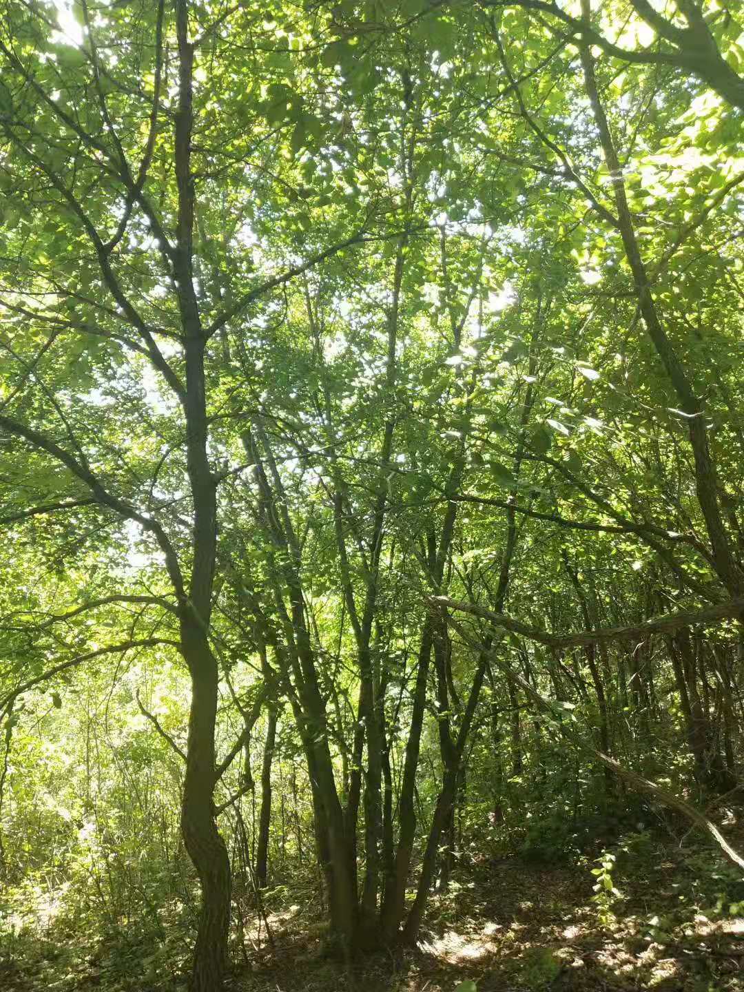 河北叢生元寶楓苗木基地圖片/河北叢生元寶楓苗木基地樣板圖 (2)