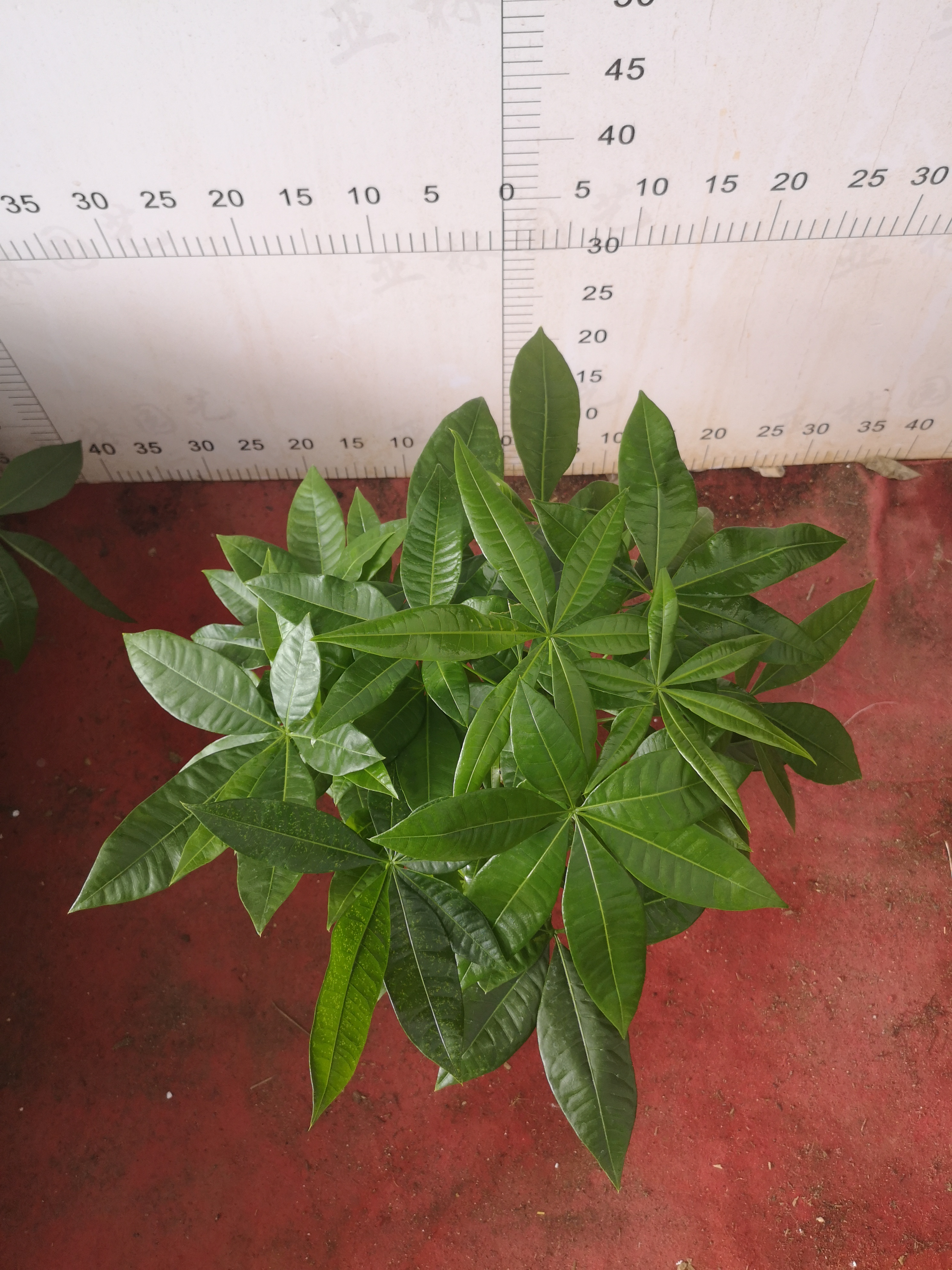 發(fā)財(cái)樹230#圖片/發(fā)財(cái)樹230#樣板圖 (4)