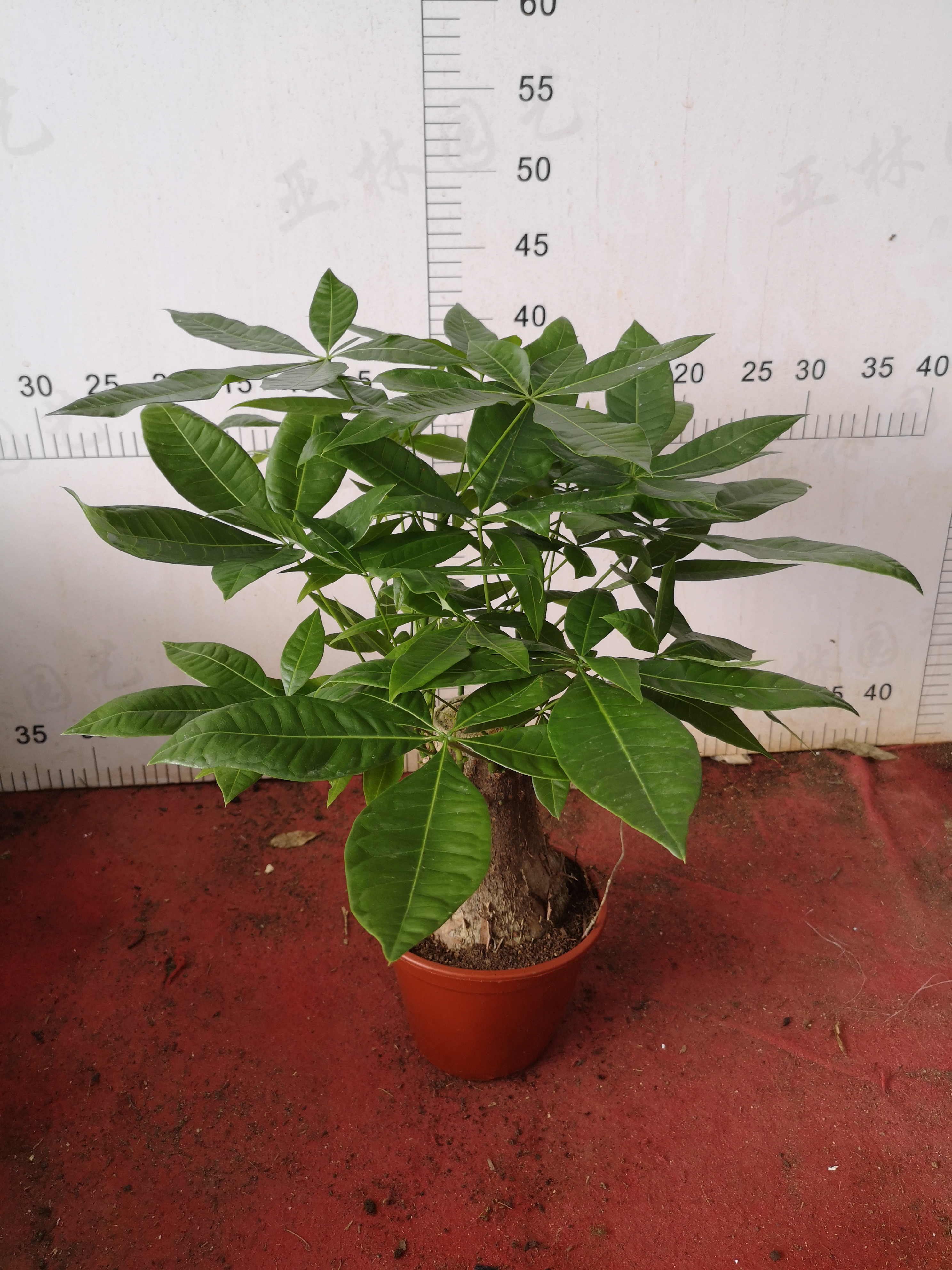 發(fā)財(cái)樹(shù)160#圖片/發(fā)財(cái)樹(shù)160#樣板圖 (4)