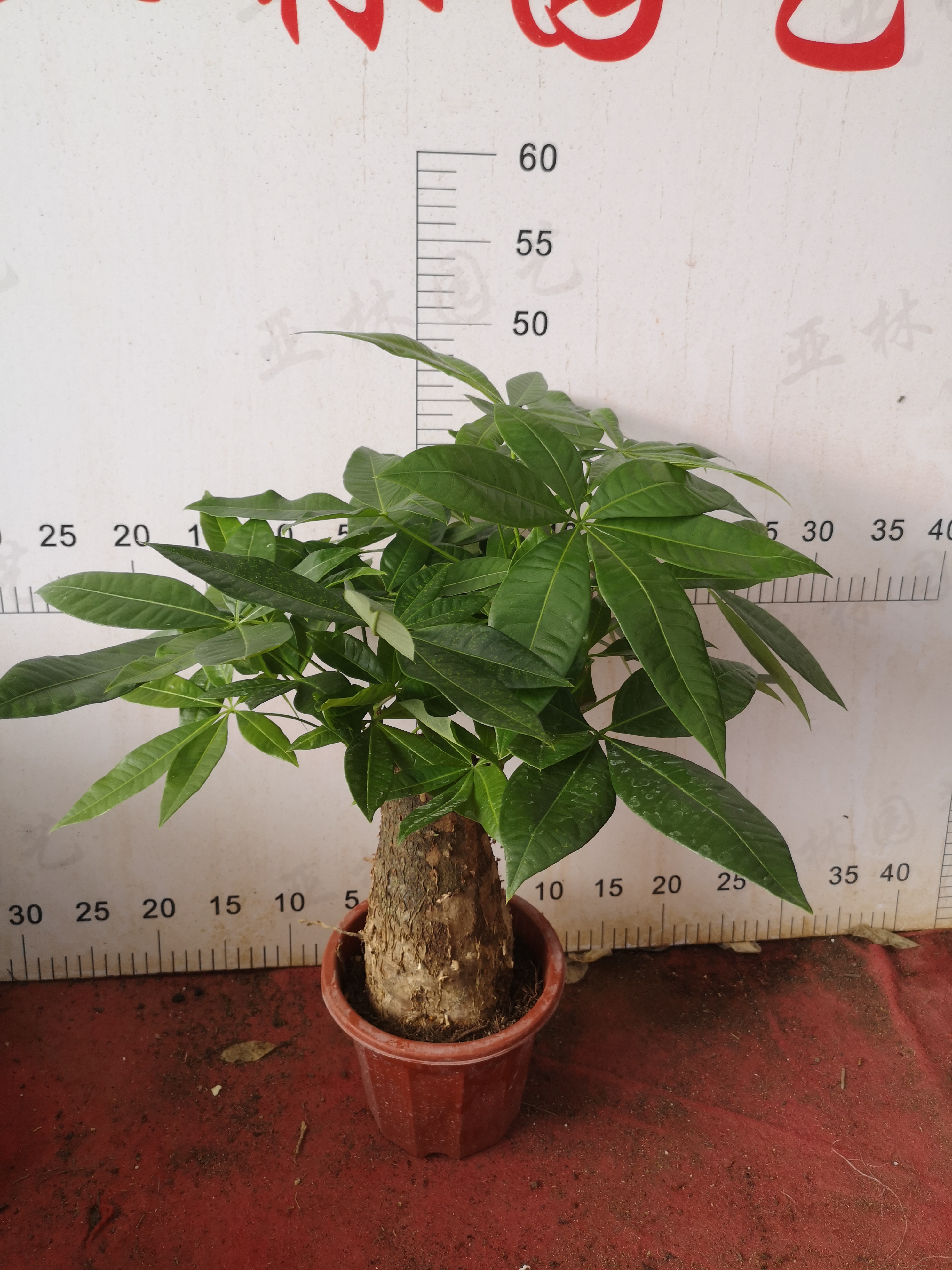 發(fā)財(cái)樹230#迷你盆栽室內(nèi)擺放凈化空氣質(zhì)量懶人植物好養(yǎng)活