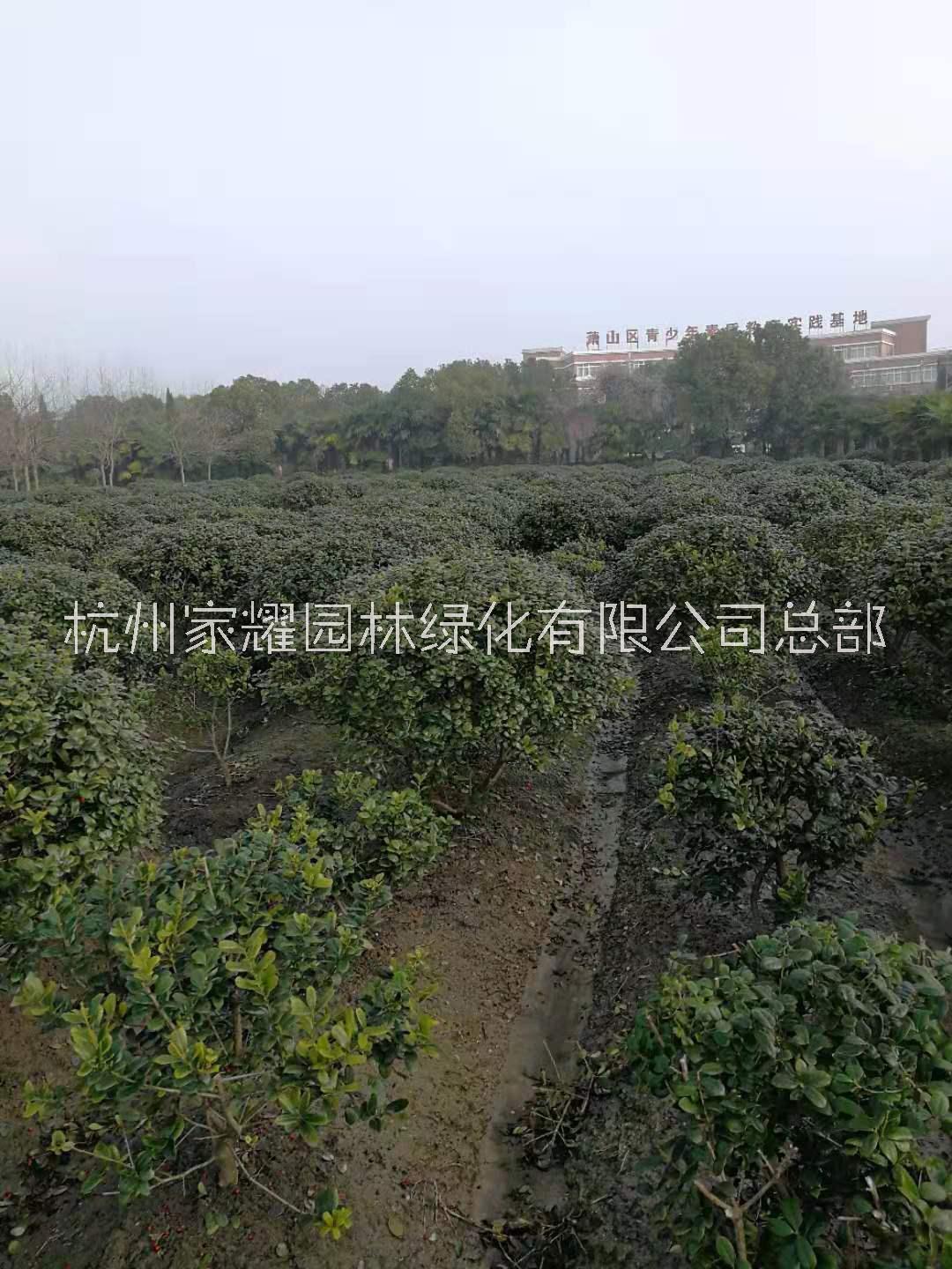無(wú)刺圖片/無(wú)刺樣板圖 (3)