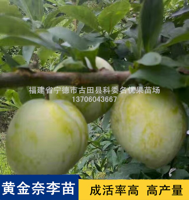 肇慶黃金奈李苗供應(yīng)商，肇慶專業(yè)培育黃金奈李苗種植基地，肇慶黃金奈李苗基地直銷
