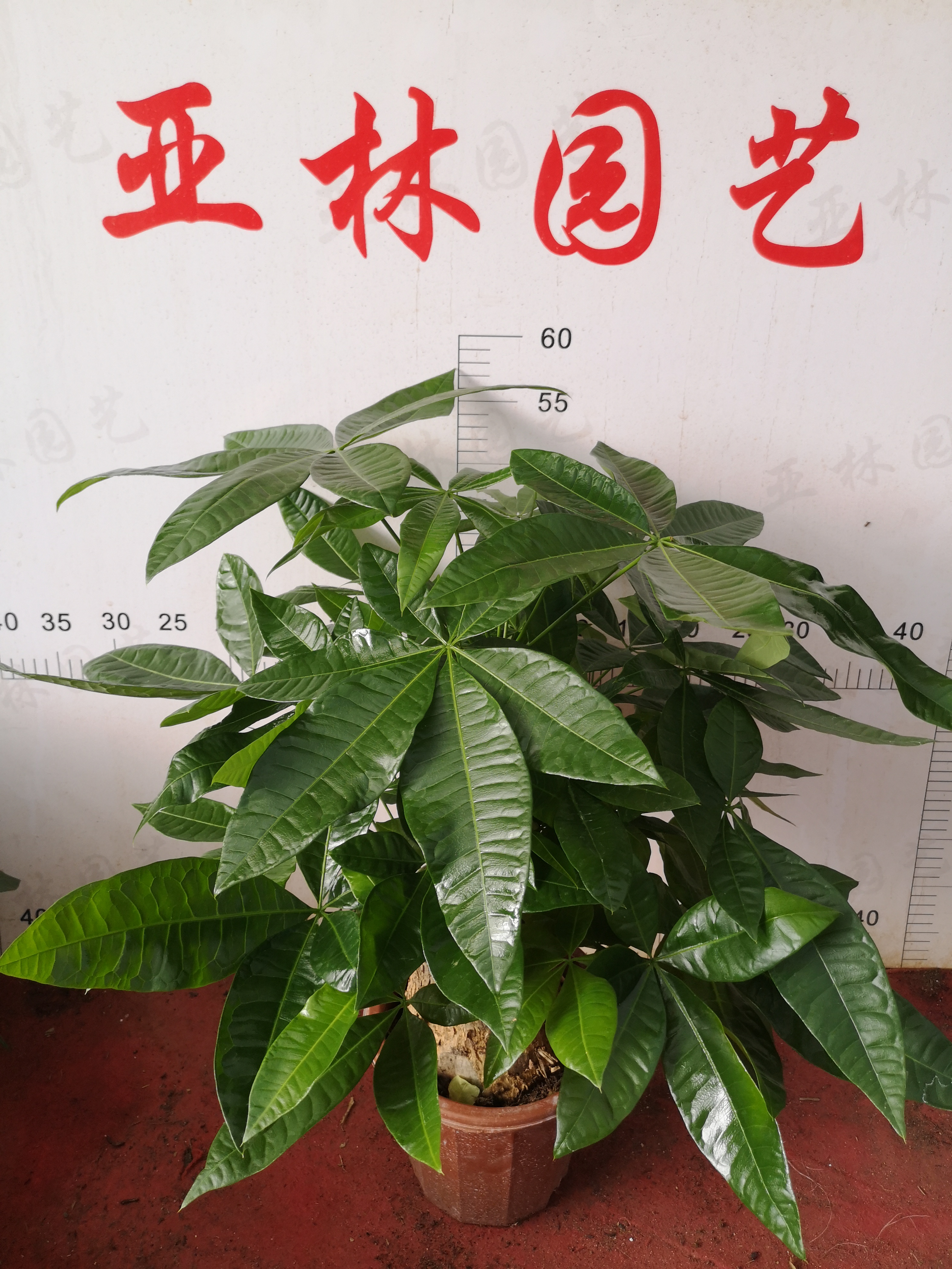 发财树250#懒人植物室内摆放迷你盆栽净化空气质量小绿植好养活图片