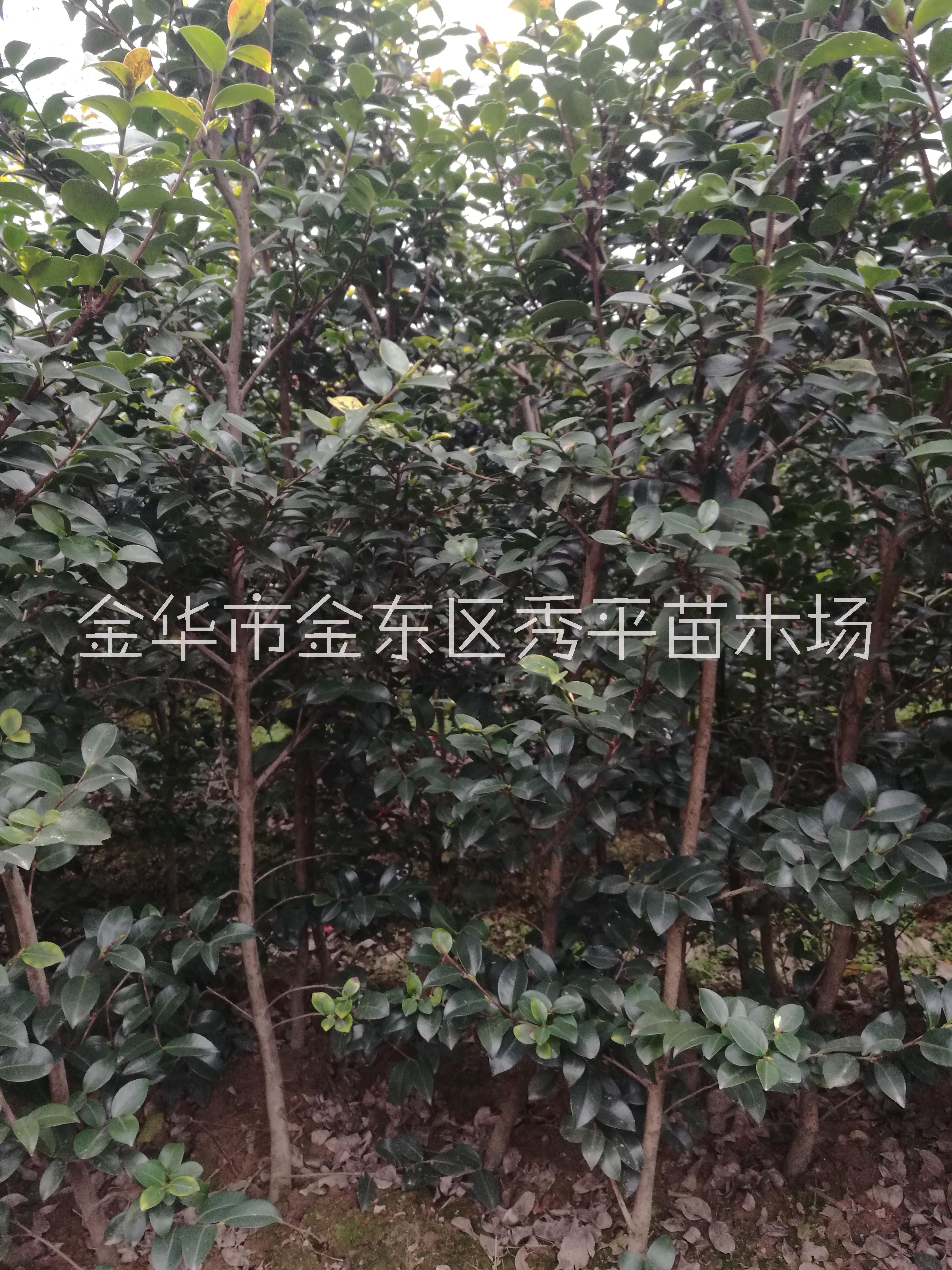 高桿茶梅樹(shù)苗供應(yīng)商圖片