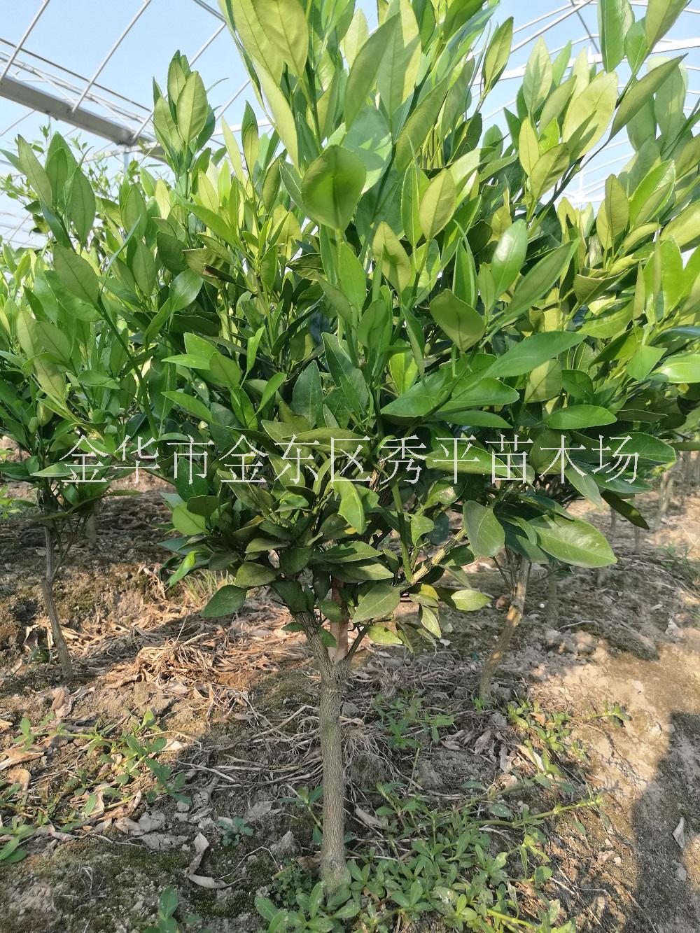 供應(yīng)甘平桔苗 二公分甘平柑橘苗