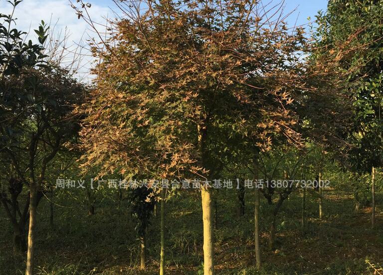紅楓圖片/紅楓樣板圖 (2)