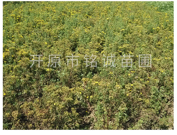 遼寧金老梅基地圖片