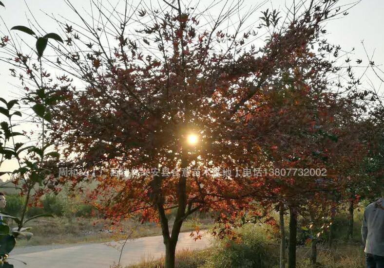 紅楓圖片/紅楓樣板圖 (3)