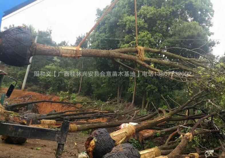 廣西香樟基地-廣西香樟價(jià)格【興安縣合意苗木基地】