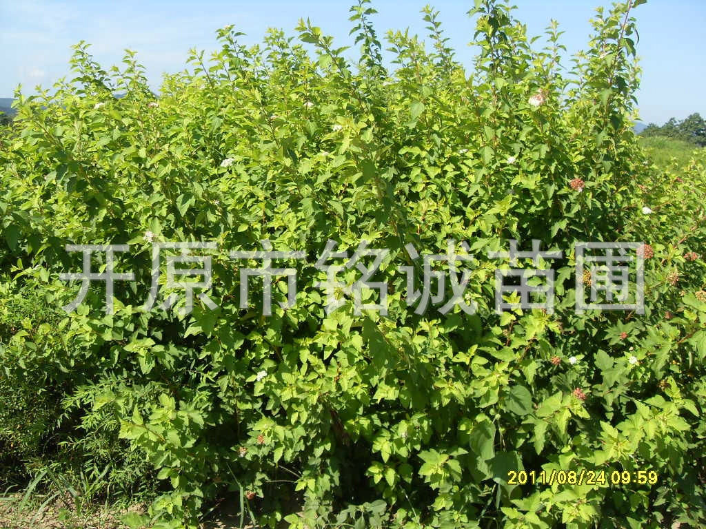 遼寧金葉風(fēng)箱果基地圖片
