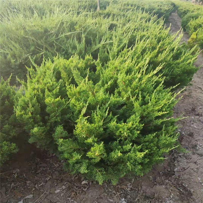 1米龍柏球@山東1米龍柏球種植基地批發(fā)價格