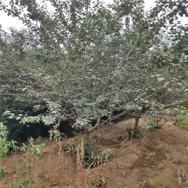高原之火海棠圖片/高原之火海棠樣板圖 (4)