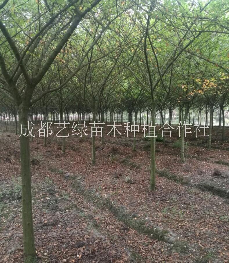 垂絲海棠圖片/垂絲海棠樣板圖 (1)