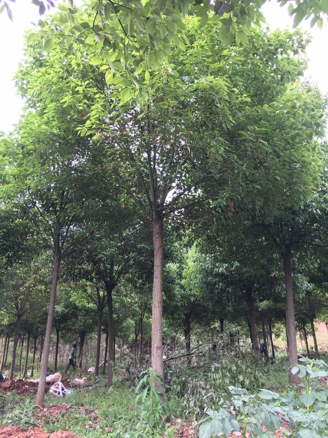 荊州香樟樹圖片/荊州香樟樹樣板圖 (2)