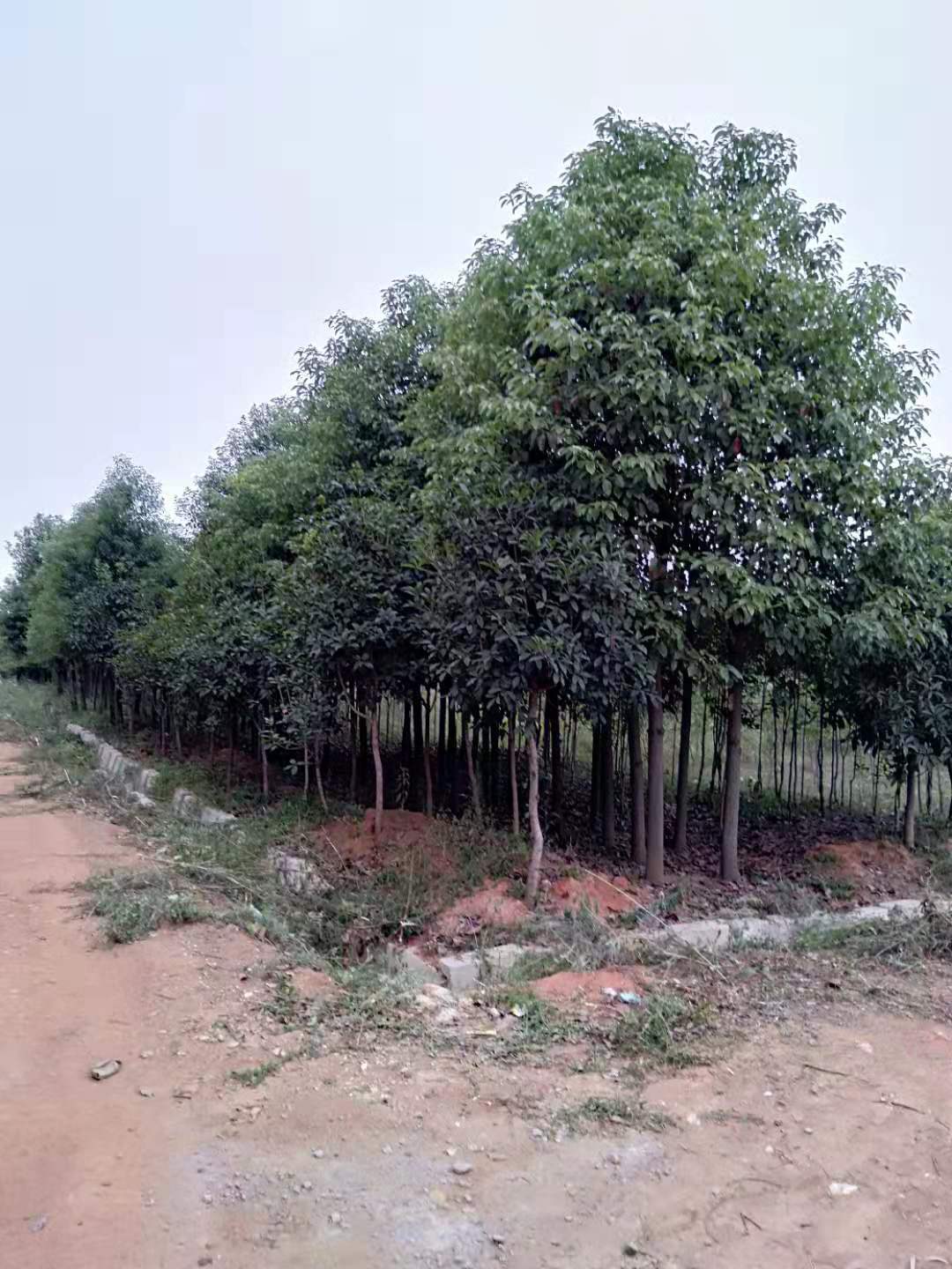 江西大叶香樟苗木基地供应