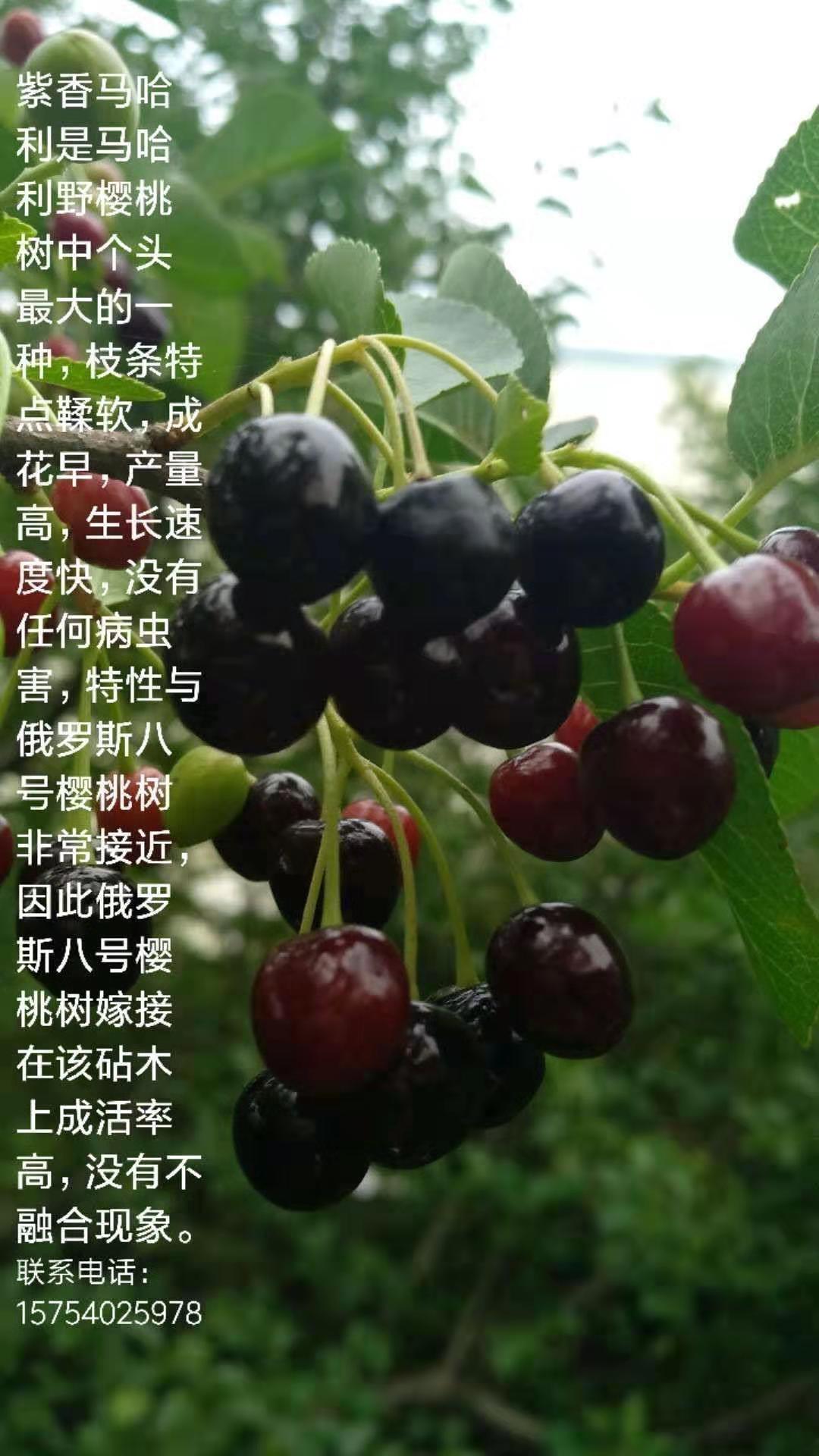 批發(fā)優(yōu)質(zhì)蜜濃櫻桃-櫻桃價(jià)格-大連市水果經(jīng)營部