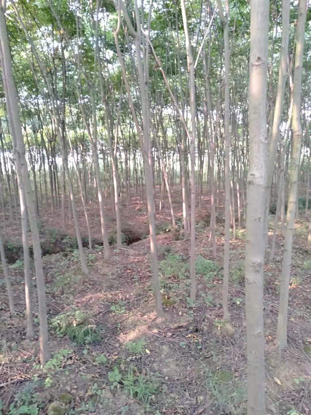 欒樹圖片/欒樹樣板圖 (4)