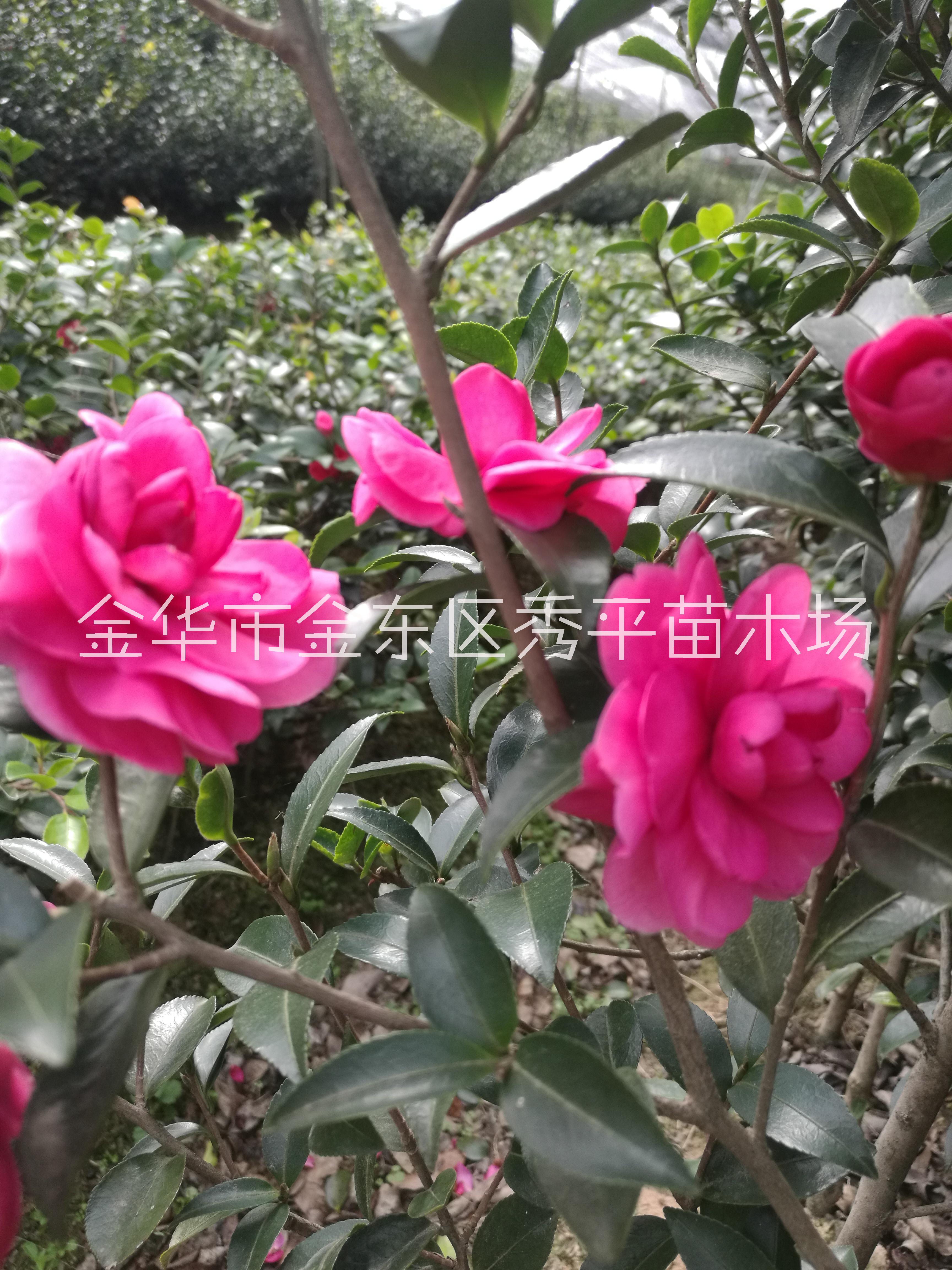 緋乙女茶梅苗圖片