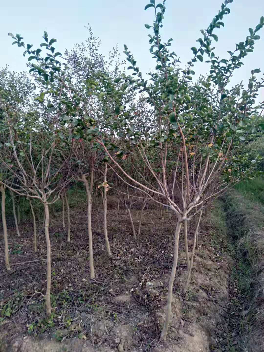 紫薇樹圖片/紫薇樹樣板圖 (3)