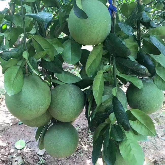 泰國紅心青柚苗圖片