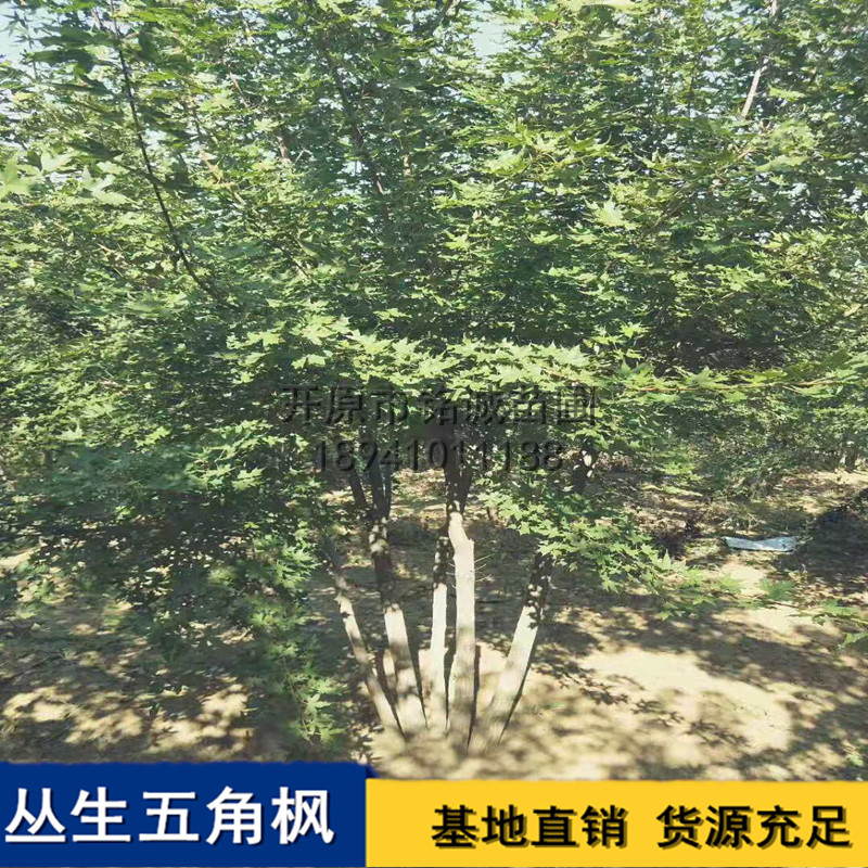 四平丛生五角枫供应商，四平市哪里有丛生五角枫批发，四平市专业培育丛生五角枫基地电话图片