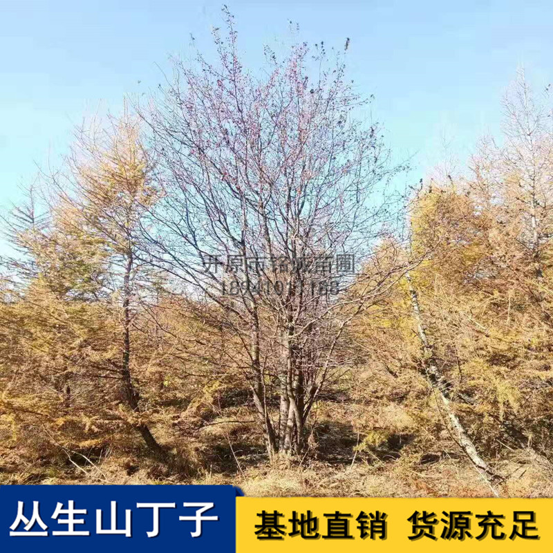 丁子圖片/丁子樣板圖 (4)
