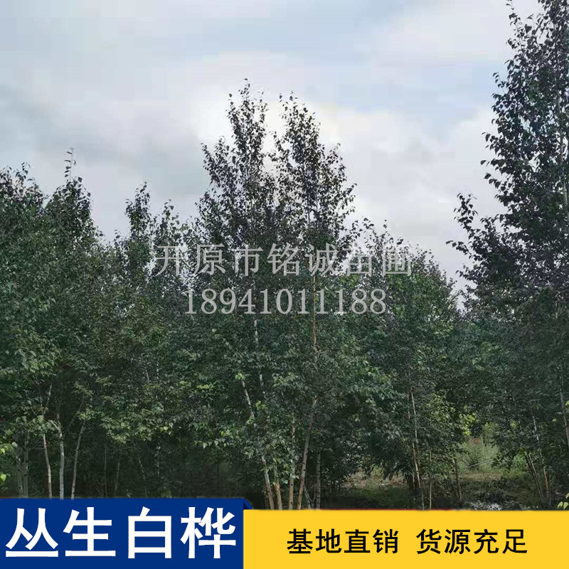 叢生白樺樹圖片