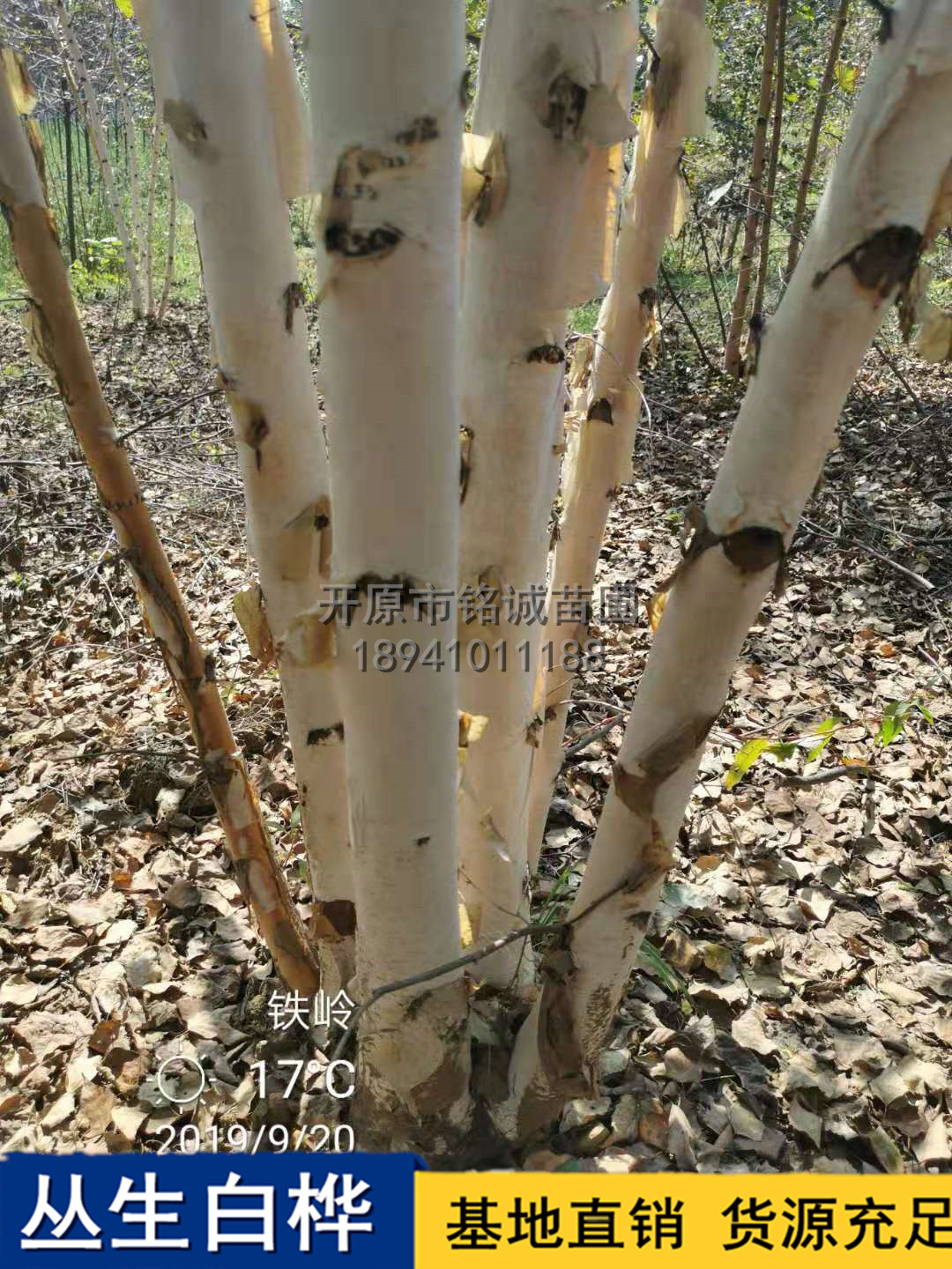 長(zhǎng)期供應(yīng)叢生白樺樹種植基地，遼寧優(yōu)質(zhì)叢生白樺樹基地直銷，遼寧叢生白樺樹供應(yīng)商
